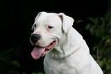 DOGUE ARGENTIN 457